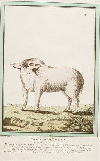 Illustration for article titled Beautiful Portraits of "Monstrosities" from the 18th Century
